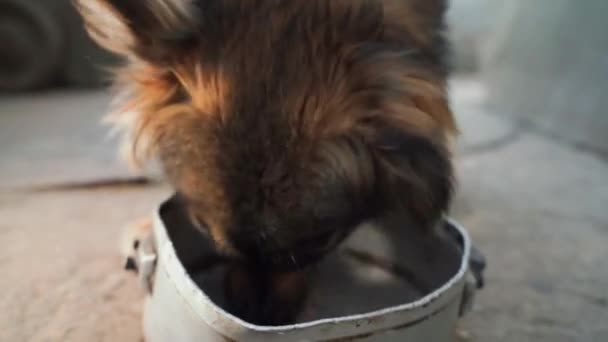 Głodny Brązowy Pies Podwórkowy Chciwie Liże Resztki Jedzenia Żelaznej Płyty — Wideo stockowe
