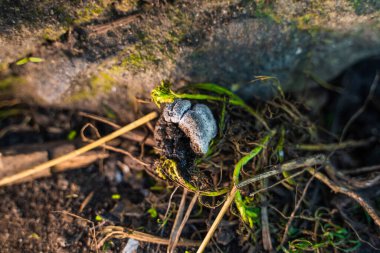 Yerde taze tavuk gübresi var.