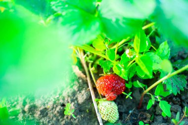 Sulu, zengin, kırmızı çilekler gün batımında bahçede büyür.