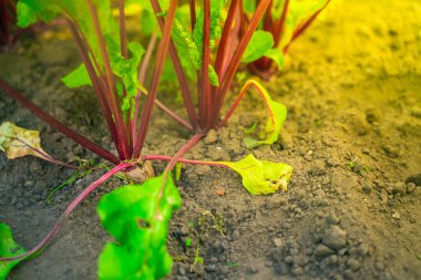 Toprakta büyüyen genç pancar kökleri. Gün batımında bahçede