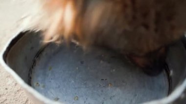The dog licked the iron plate clean close-up. High quality 4k footage