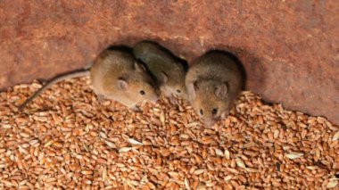 Three little brown mice in a barrel with mountains of wheat. High quality 4k footage