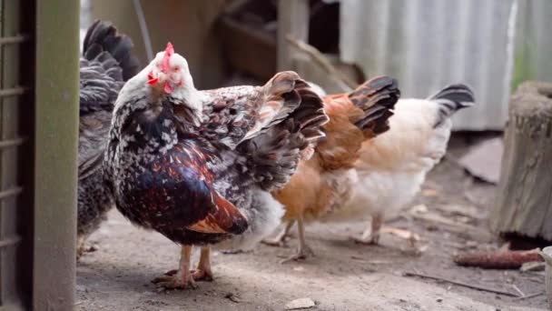 Beautiful Chicken Cleans Feathers Close High Quality Fullhd Footage — Stock Video