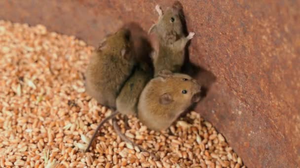 Rodzina Małych Brązowych Myszy Wspina Się Pszenicę Zbliżeniu Beczki Wysokiej — Wideo stockowe