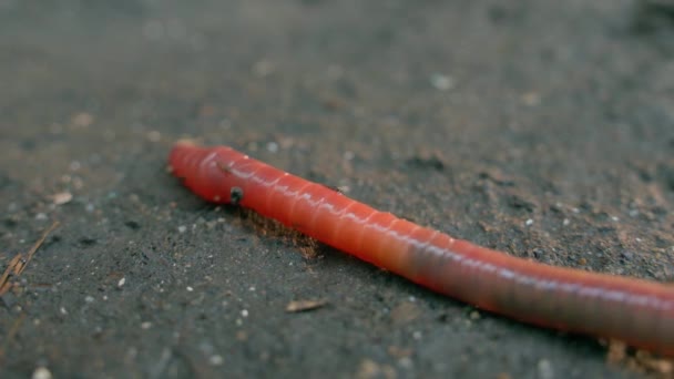 Movement Mechanism Earthworm Close High Quality Footage — Stok video