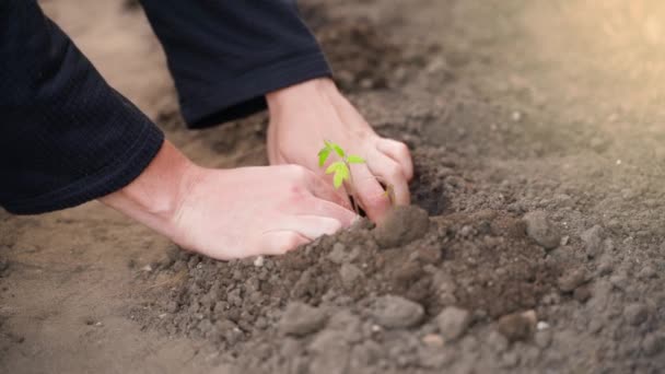 Handen Van Een Jonge Man Planten Een Tomaat Zaailing Vochtige — Stockvideo