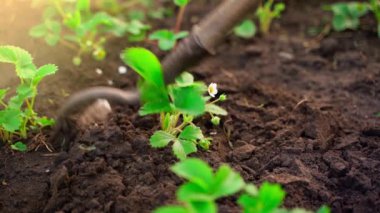 Çiçek açan genç bir çilekli bir yatak yavaş çekimde helikopterle çekilir. Yüksek kaliteli FullHD görüntüler