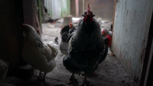 Egy Kakas Csirkék Közelről Belépett Egy Sötét Szobába Figyelmesen Várja — Stock videók