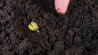 The finger digs into the ground the germinated seed of green peas. High quality 4k footage