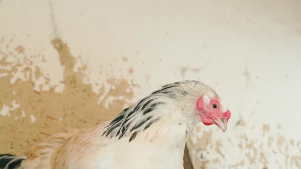 Arka Planda Beyaz Bir Tavuk Çerçeveye Yakından Bakıyor Yüksek Kalite — Stok video
