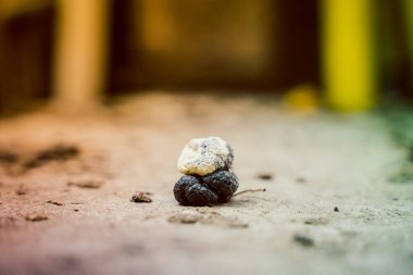 Güzel, zengin, yakın plan bir tavuk dışkısı fotoğrafı.