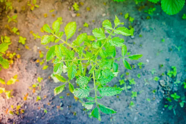 Beau Buisson Vert Une Jeune Plante Tomate Gros Plan Vue — Photo