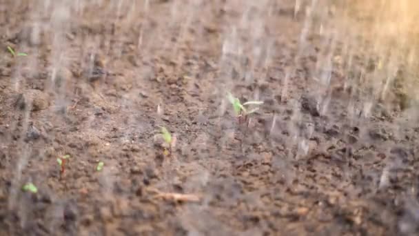 Watering First Beet Sprouts Close Abundant Watering Garden Beds High — Vídeo de Stock