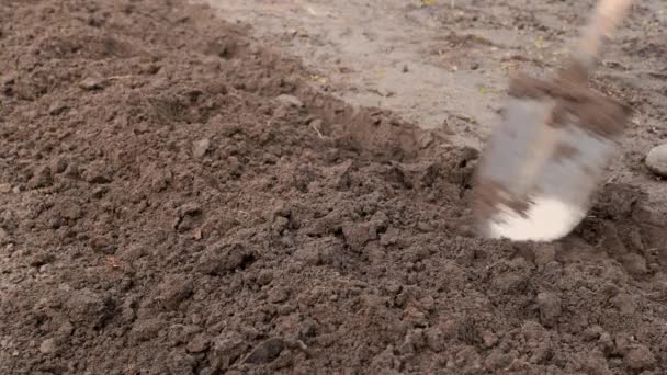 Plowing Breaking Clods Soil Shovel Garden Spring High Quality Footage — Stock video