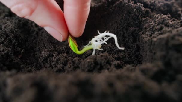 Awakened Sprouted Zucchini Seed Close Planted Ground Sprinkled Soil High — Stockvideo