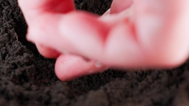 Young Sprout Green Peas Planted Soil Close Rammed Earth High — Video