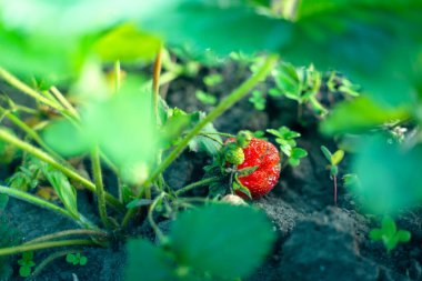 Yakından büyüyen sulu, zengin kırmızı çilek