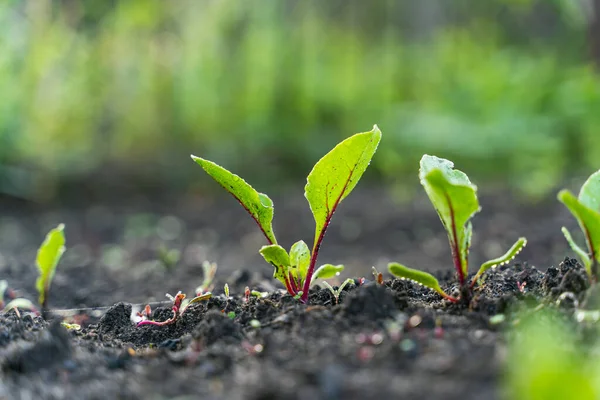 Büyüyen pancarları olan sebze bahçesi toprağı.