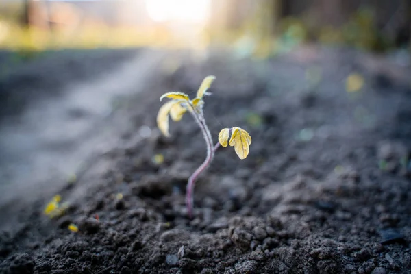 Withered Young Sprout Tomato Close Garden Bed — Zdjęcie stockowe