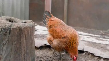 Evcil kahverengi renkli tavuk çayırda yürüyor ve kamera onu izliyor. Yüksek kalite 4k görüntü