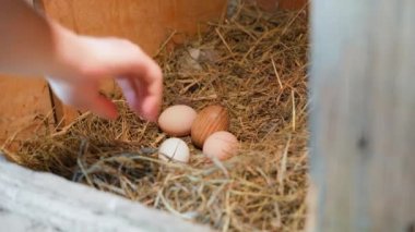 Hand picks beautiful neat domestic eggs from the nest close-up. High quality 4k footage