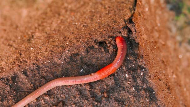 Earthworm Tries Forge Its Own Path Solid Ground High Quality — Stok video