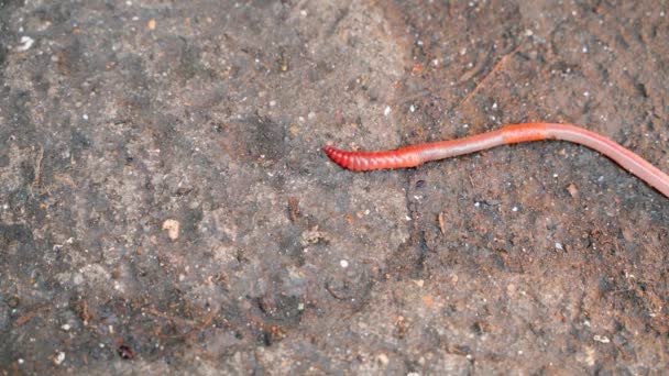 Top View Crawling Red Earthworm Closeup High Quality Footage — Stok video