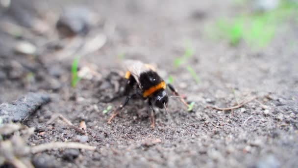 Bumblebee One Wing Close Crawls Away Frame High Quality Footage — Stockvideo