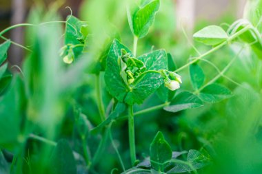 Çiçekli bezelyelerden oluşan küçük beyaz çiçekler.