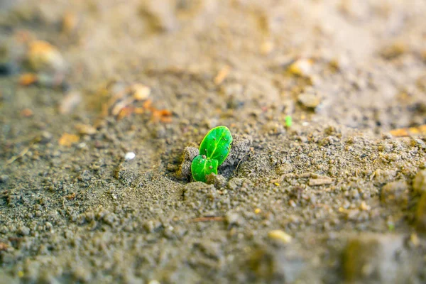 First Cucumber Leaves Break Soil Close First Sprouts Cucumbers — ストック写真