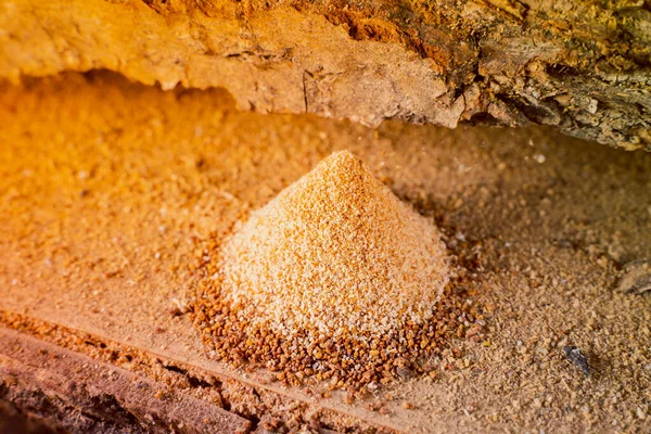 Ahşap böceklerinin yakın plan çalışmalarının sonucu. Meşe ağacının altında odun parçaları