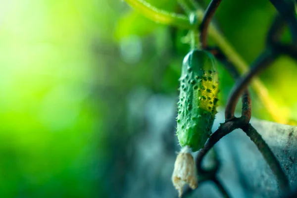 Young Cucumber Close Early Morning Sunrise — Stockfoto