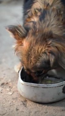 Vertical video of a brown dog greedily eating food from an iron plate close-up. High quality FullHD footage