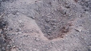 Mevsimlik patates ekimi yakın plan. Yüksek kalite 4k görüntü