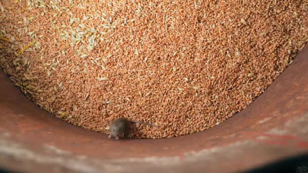 Small Mice Iron Barrel Wheat Storage Top View High Quality — Stock Video