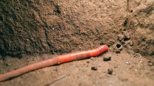 Beautiful Big Red Earthworm Close Trying Dig Himself Tunnel High — Stok video
