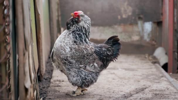 Chicken Breed Faverolles Close Paddock High Quality Footage — Stock Video