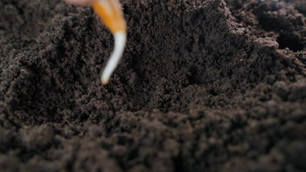 Una Mano Planta Una Semilla Calabacín Germinada Suelo Huerto Cerca — Vídeo de stock