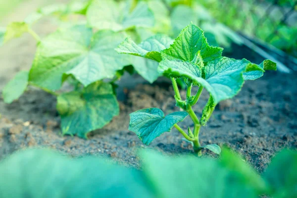 Young Cucumber Plant Garden Bed Early Morning Sunrise — Foto de Stock