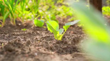 Bahçe yatağında büyüyen genç bir lahana tohumu. Yüksek kaliteli FullHD görüntüler