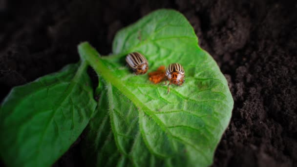 Two Adult Colorado Potato Beetles Oviposition Underside Potato Leaf High — 图库视频影像