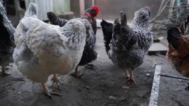 Herd Domestic Chickens Walk Evening One Chicken High Quality Fullhd — Stok video