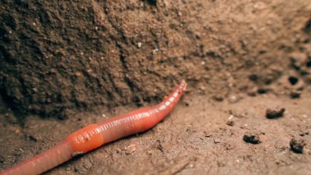 Earthworm Reacting Irritant Close High Quality Footage — Stok video