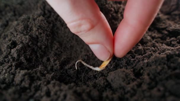 Process Planting Germinated Zucchini Seeds Soil Close High Quality Footage — Stockvideo