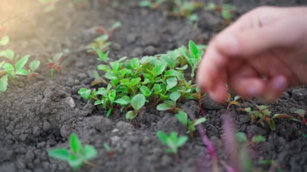 Hand Plucks Many Small Weeds Soil Garden Bed High Quality — Stockvideo