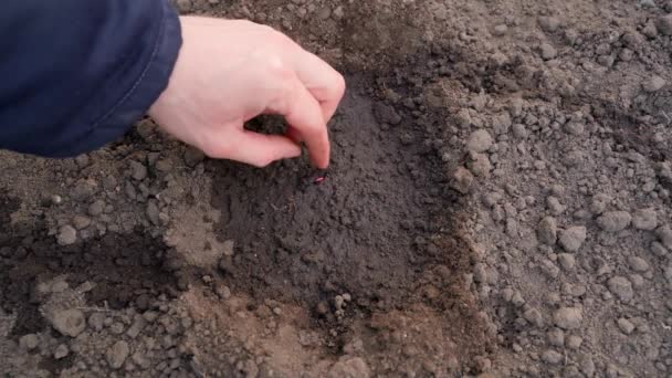 Hand Carefully Places Cucumber Seed Moist Soil Digs Ground Chopper — Stock Video