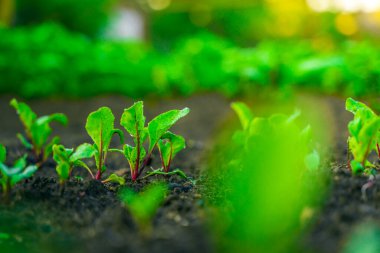 Gün doğumunda pancar kökleriyle büyüyen sebze bahçesi yatağı.