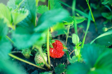 Yakından büyüyen sulu, zengin kırmızı çilek