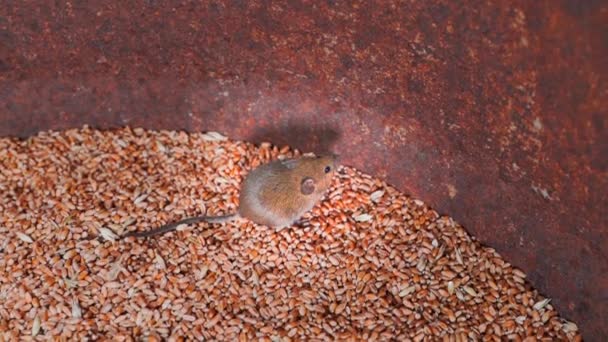 Field Mouse Caught Wheat Storage Close High Quality Fullhd Footage — Stockvideo