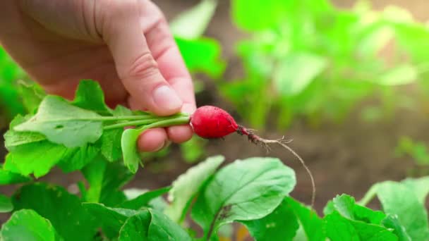 Young Fresh Radish Twisted Hand Close Background Garden Bed High — Stock videók